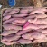 商薯19