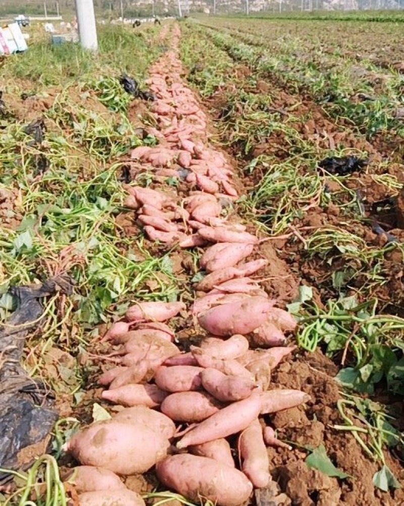 龙薯九