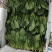 香港新疆精品18至20、25到30公分精品菠菜