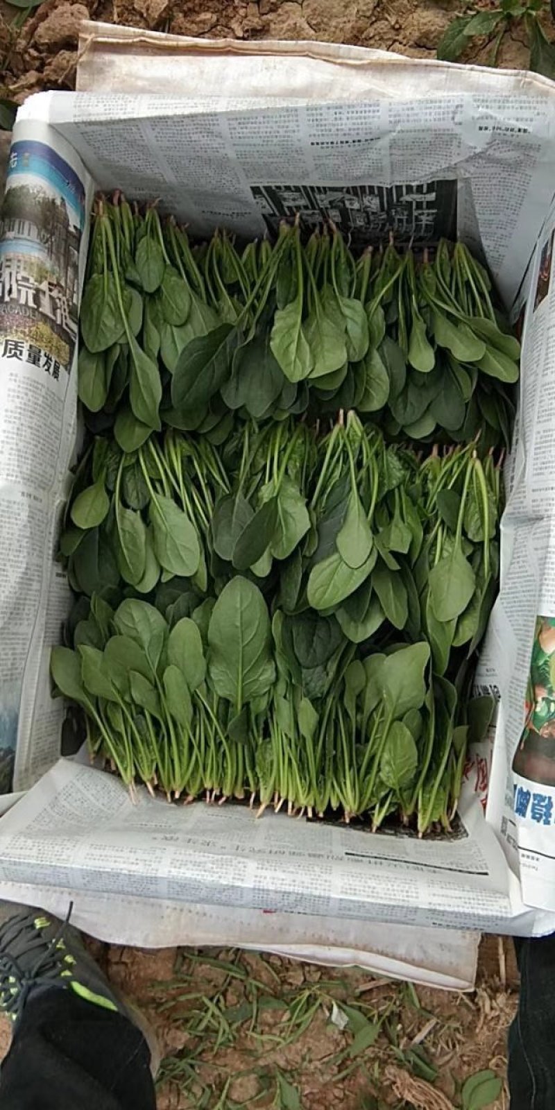 香港新疆精品18至20、25到30公分精品菠菜