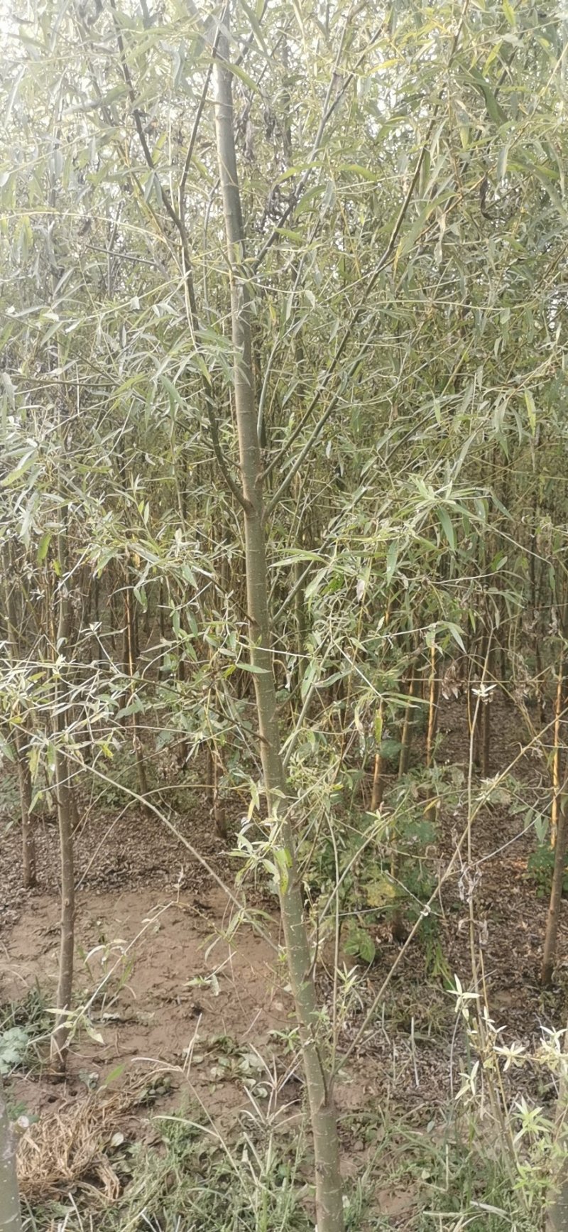 河北5公分馒头柳，平头发冒，哪里能找到！基地直发欢迎采购