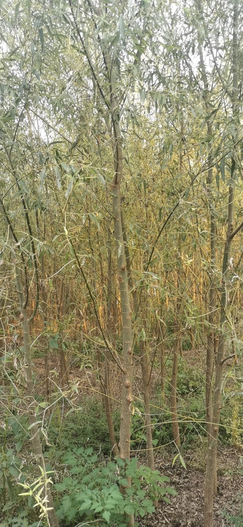 河北5公分馒头柳，平头发冒，哪里能找到！基地直发欢迎采购