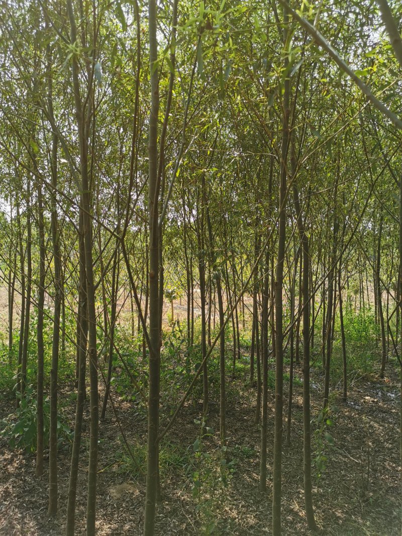 河北5公分馒头柳，平头发冒，哪里能找到！基地直发欢迎采购