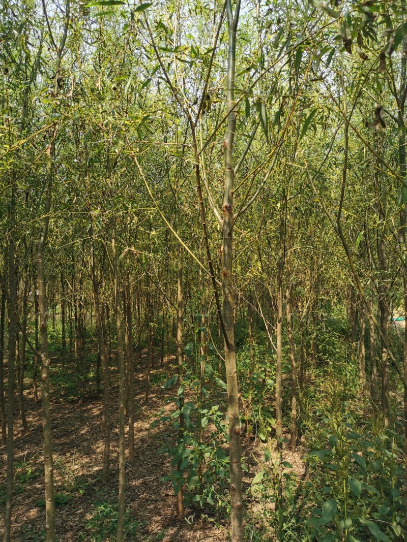 河北5公分馒头柳，平头发冒，哪里能找到！基地直发欢迎采购