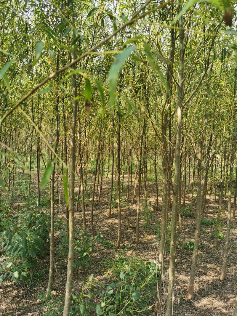 河北5公分馒头柳，平头发冒，哪里能找到！基地直发欢迎采购