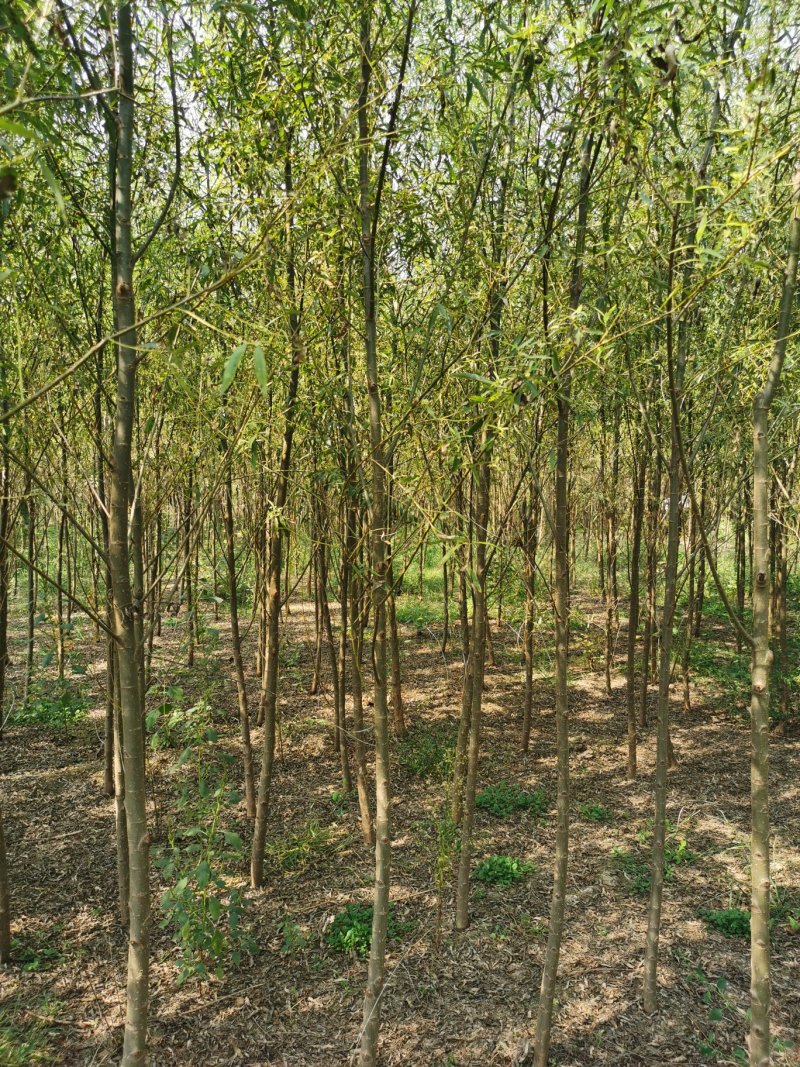 河北5公分馒头柳，平头发冒，哪里能找到！基地直发欢迎采购