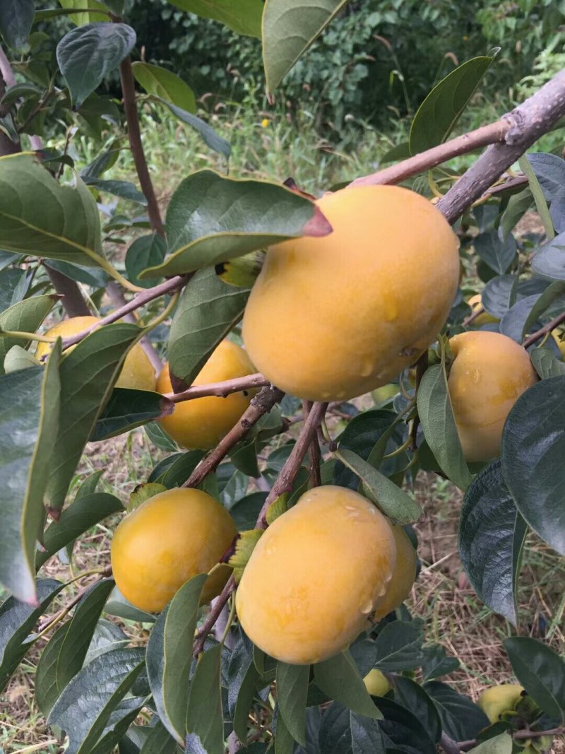 陕西大荔县脆甜柿子产地柿子批发柿子产地脆甜柿子基地9月份