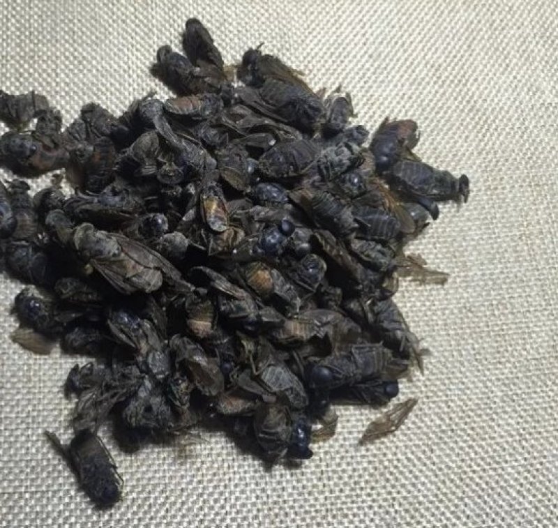 黄牛刺虫，道地药材，质优价实，品质保证，药典标准一公斤起