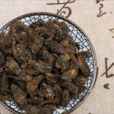 黄牛刺虫,道地药材,质优价实,品质保证,药典标准一公斤起