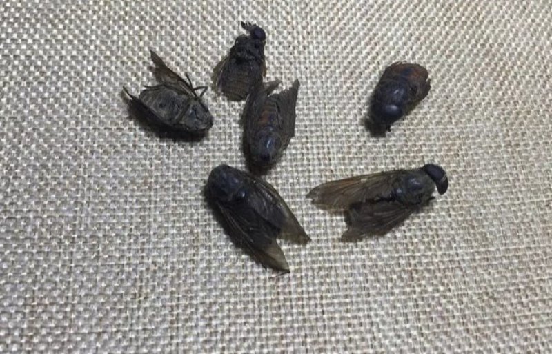 黄牛刺虫，道地药材，质优价实，品质保证，药典标准一公斤起