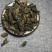 黄牛刺虫,道地药材,质优价实,品质保证,药典标准一公斤起