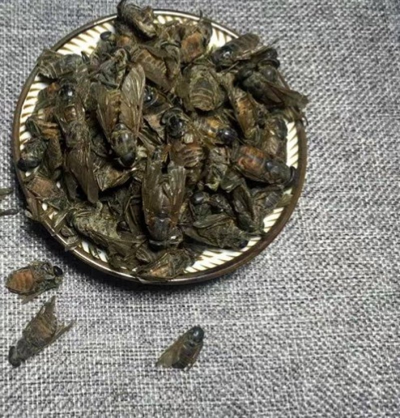 黄牛刺虫，道地药材，质优价实，品质保证，药典标准一公斤起