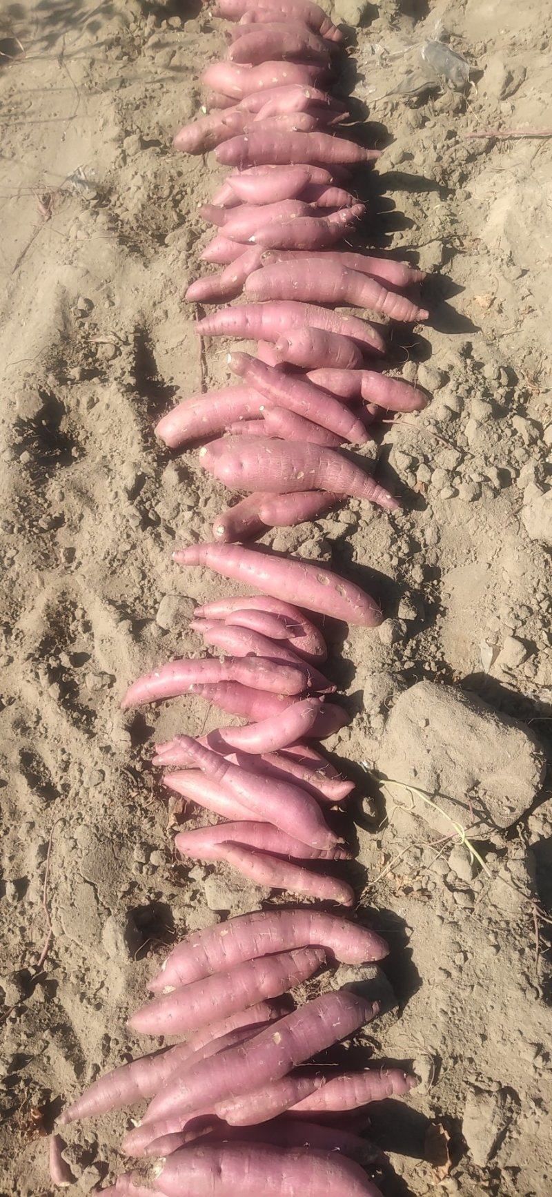 济薯26