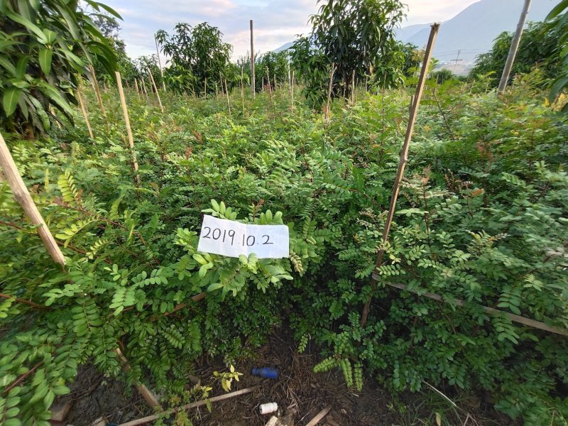 云南保山潞江坝清香木杯苗