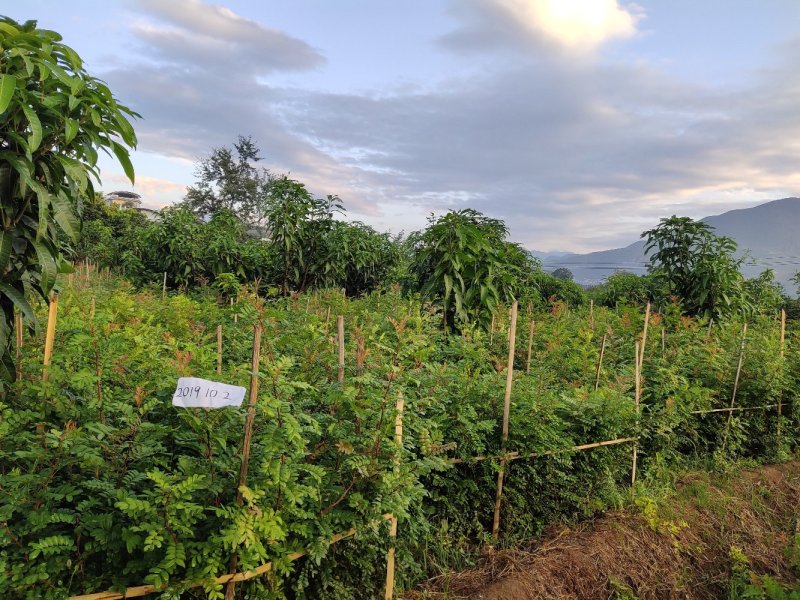 云南保山潞江坝清香木杯苗