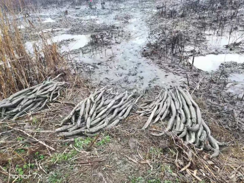洪湖水浪打浪，洪湖美名天下扬
