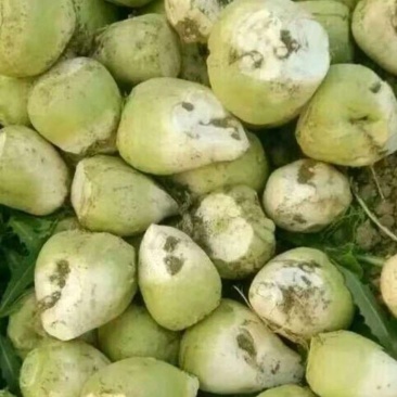 河北精品介菜头