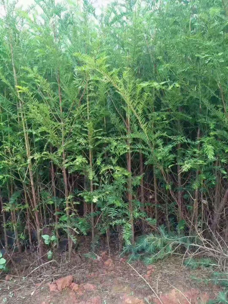 红豆杉红豆杉树红豆杉树苗南方红豆杉苗1-20公分
