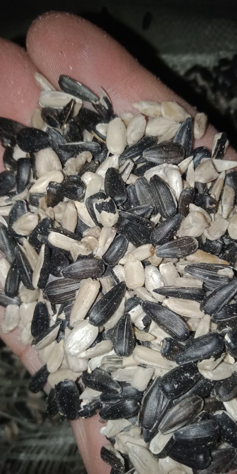油葵，榨油专用新疆货，今年新货