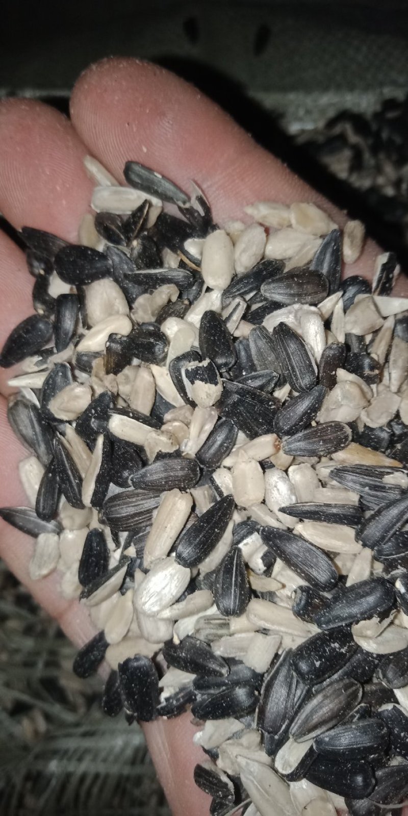 油葵，榨油专用新疆货，今年新货