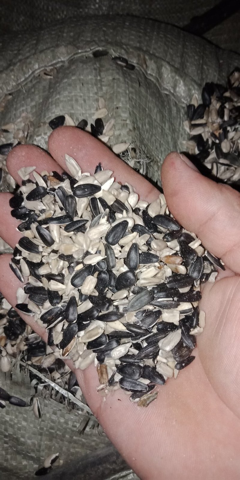 油葵，榨油专用新疆货，今年新货