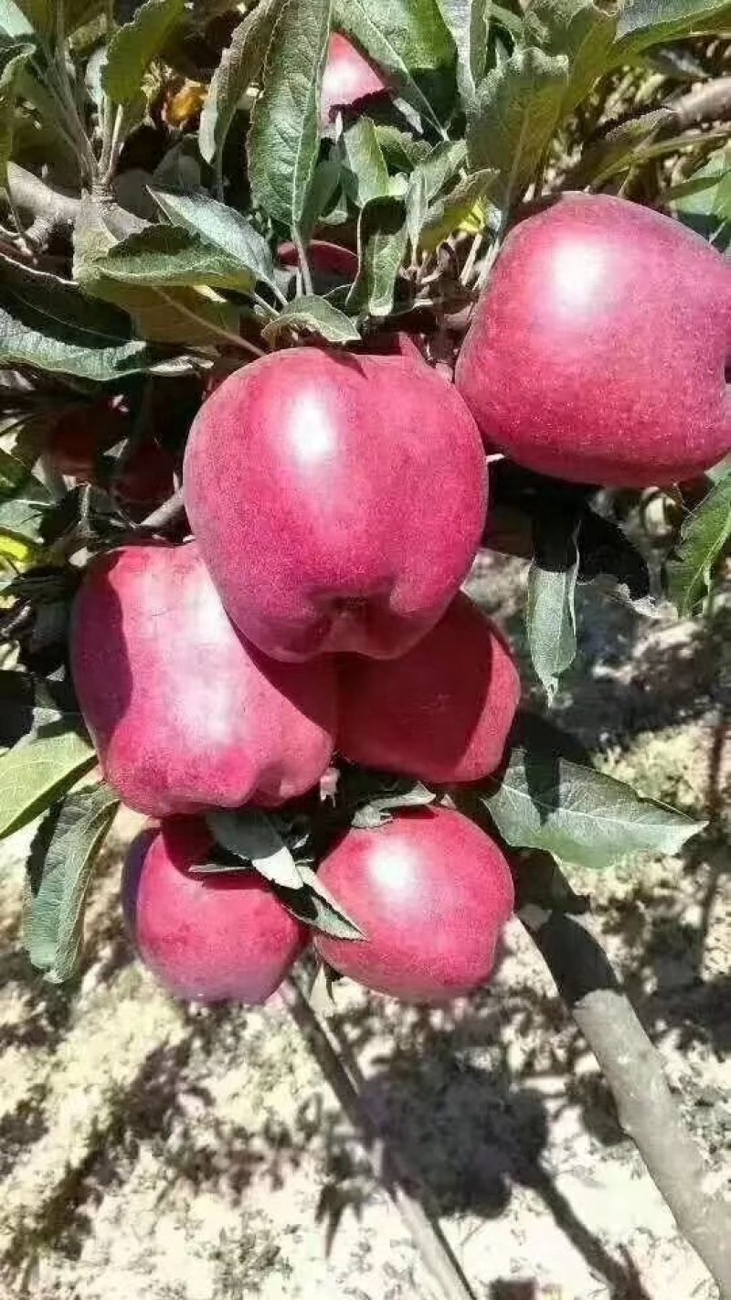 红富士苹果甘肃果农原产地直供质量保证一手货源全国发货