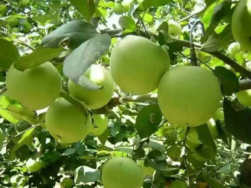 红富士苹果甘肃果农原产地直供质量保证一手货源全国发货