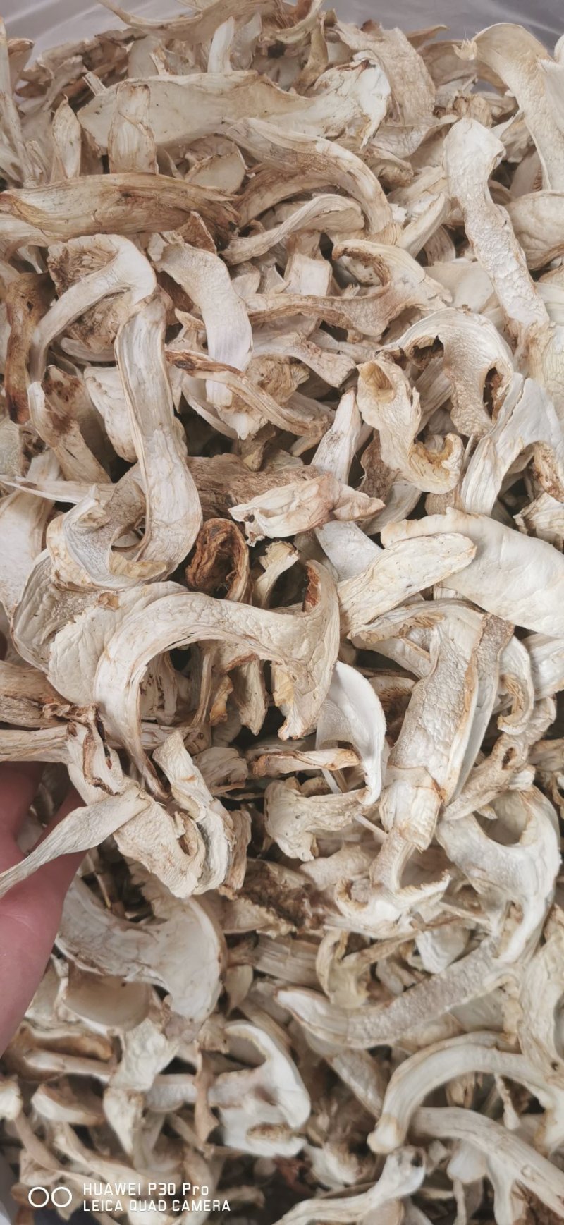 香格里拉松茸干片。不同品质不同单价。产地一手货源批发