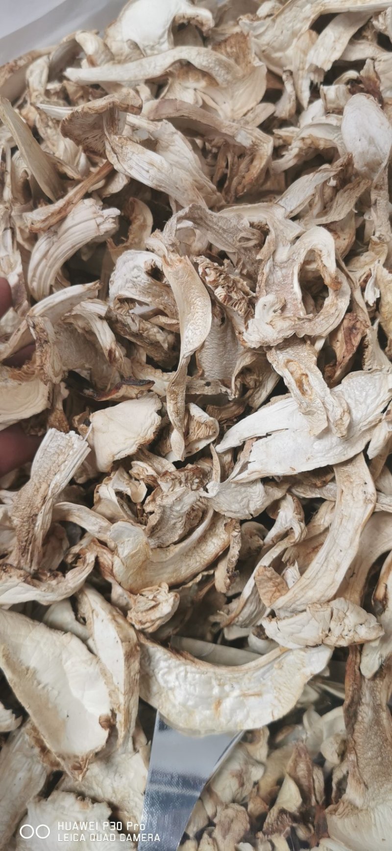 香格里拉松茸干片。不同品质不同单价。产地一手货源批发