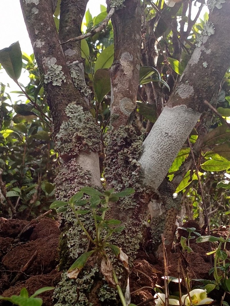 布朗山生态乔木茶、小树茶🈶现货喔！秋茶🈶量欢迎咨询。