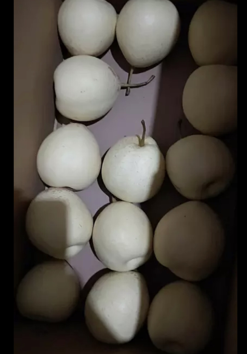 水晶鸭梨，口感嘎嘎甜，大量供应！货源充足！产地直供