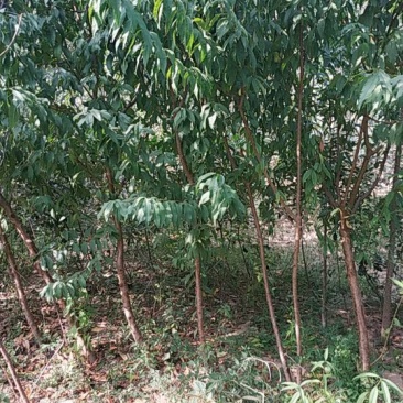 桃树占地用苗