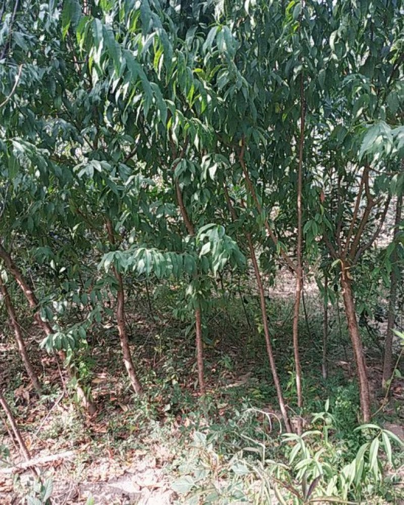 桃树占地用苗