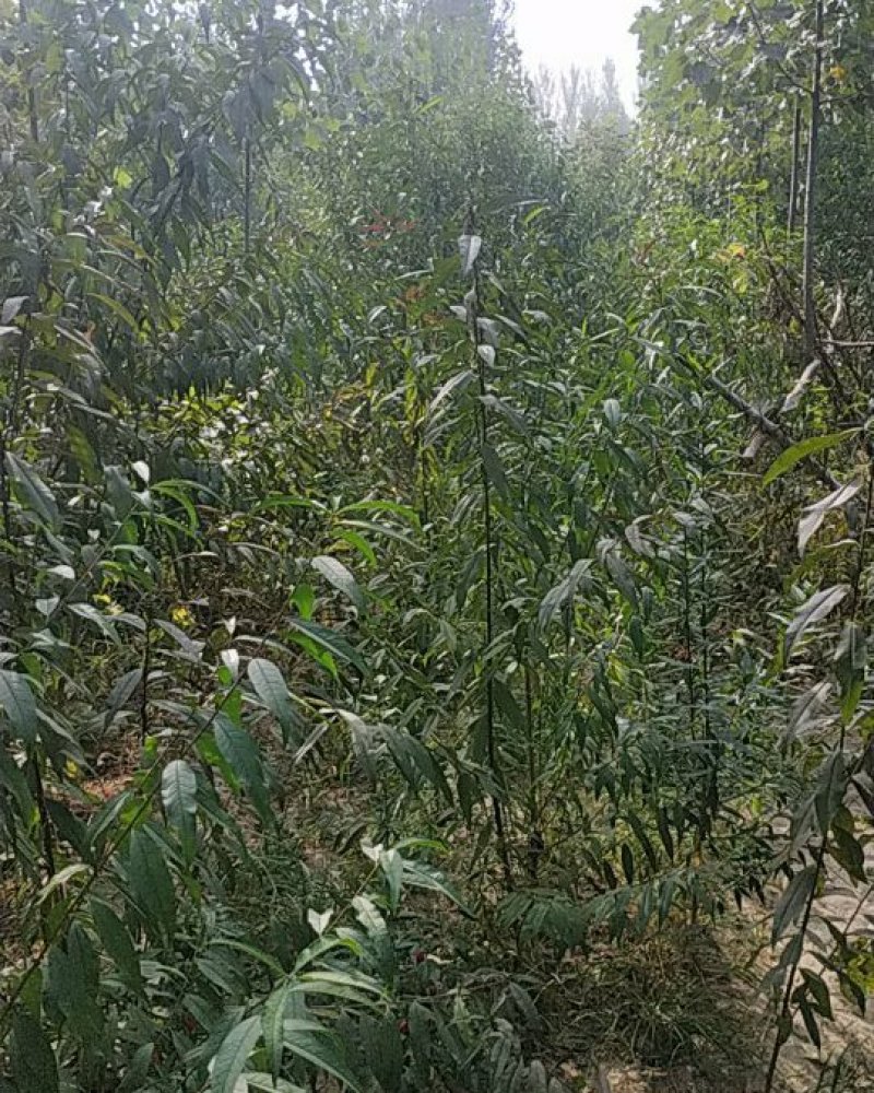 桃树占地用苗