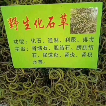 【野生化石草】高品质货大量批发长期供应大货