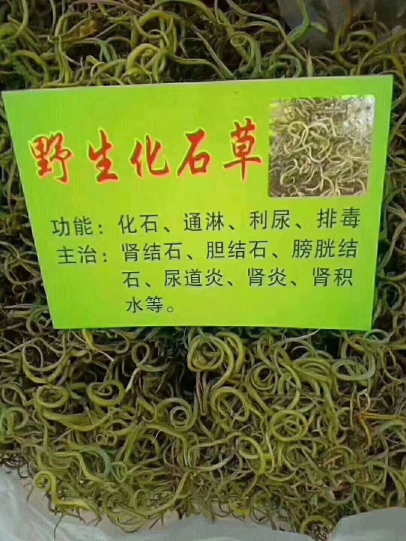 【野生化石草】高品质货大量批发长期供应大货