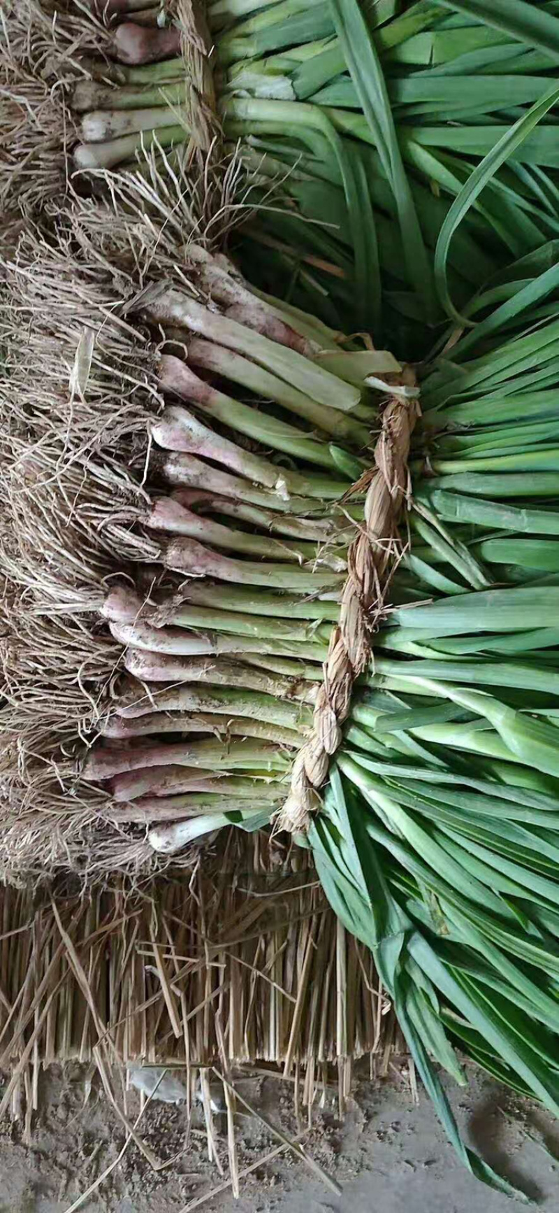 江苏盐城大丰区的精品红根蒜苗质量保证价格实惠欢迎咨询