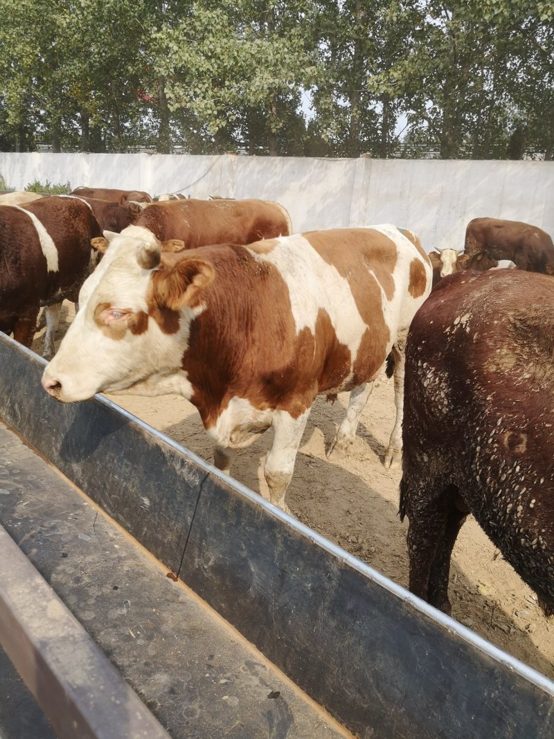 肉牛犊西门塔尔牛300斤的牛犊价格500斤的架子牛价格