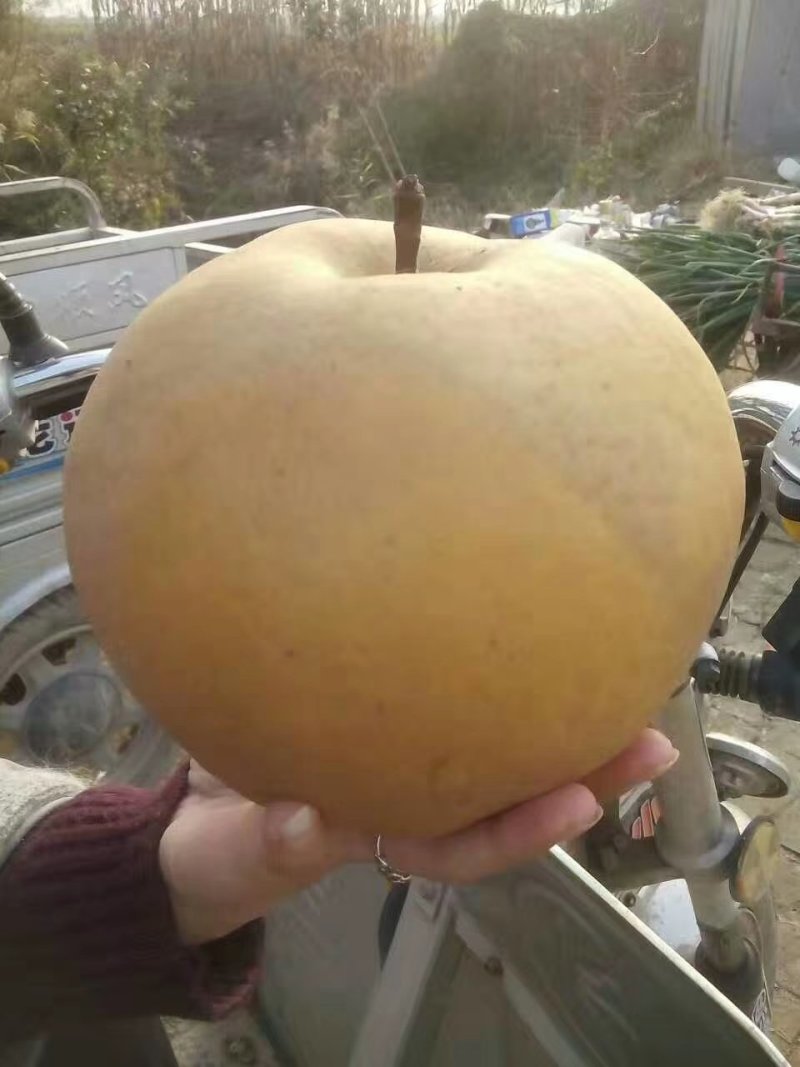 晚秋黄梨货源充足，价格便宜，欢迎联系1836579181