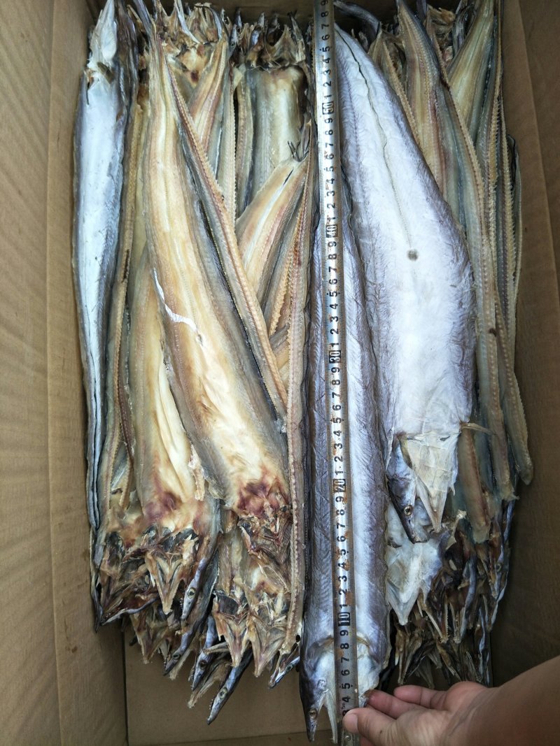 淡晒鳗鱼干海鲜干货山东省日照产地直发一手加工