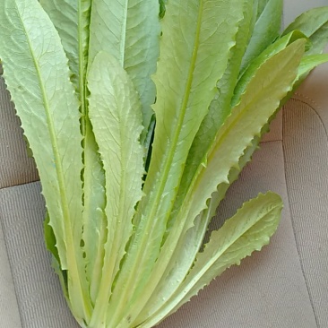 精品油麦菜掉价了5毛钱质量完美有一流的团队