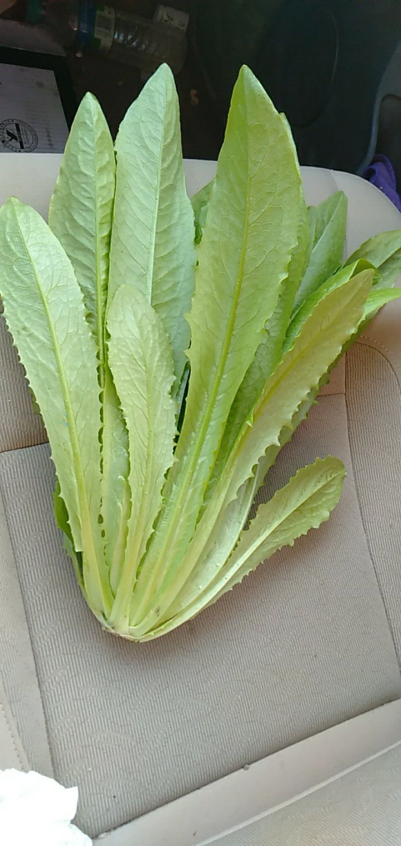 精品油麦菜掉价了5毛钱质量完美有一流的团队