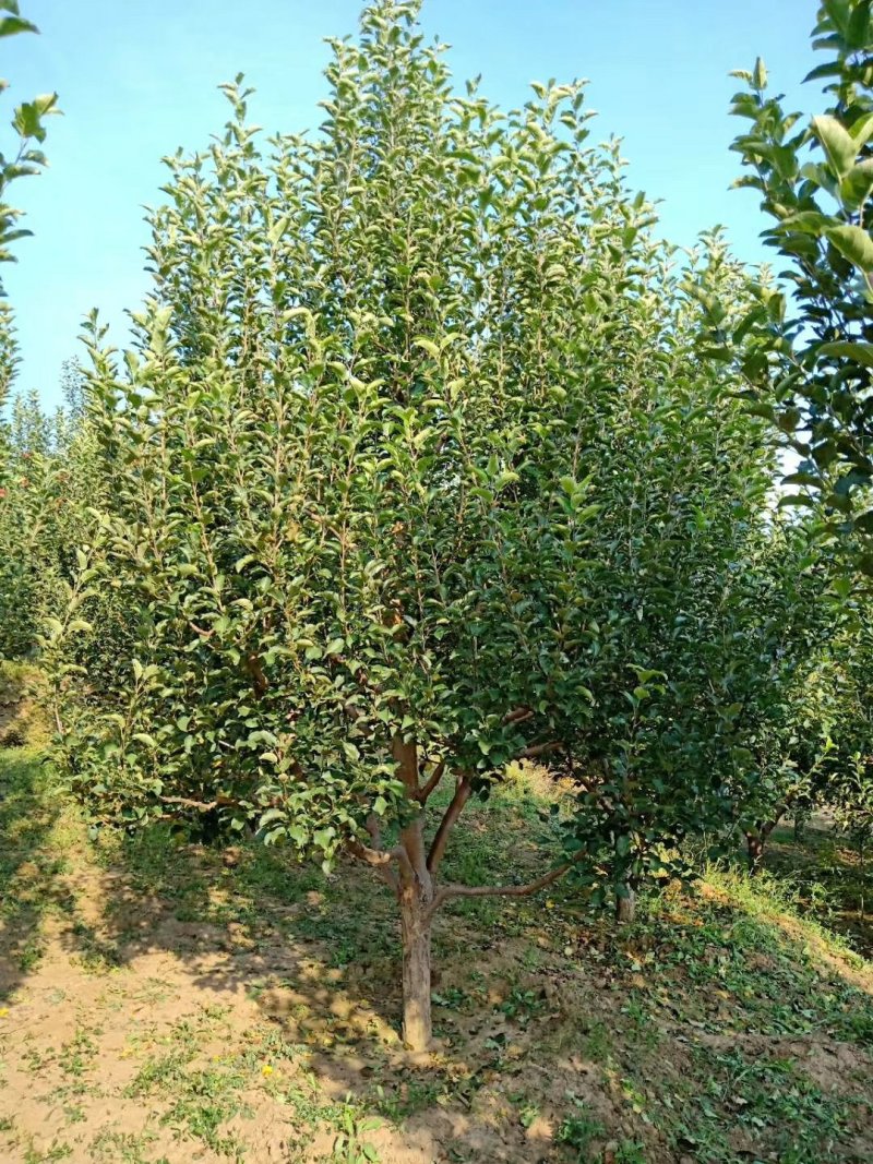 123苹果树苗
