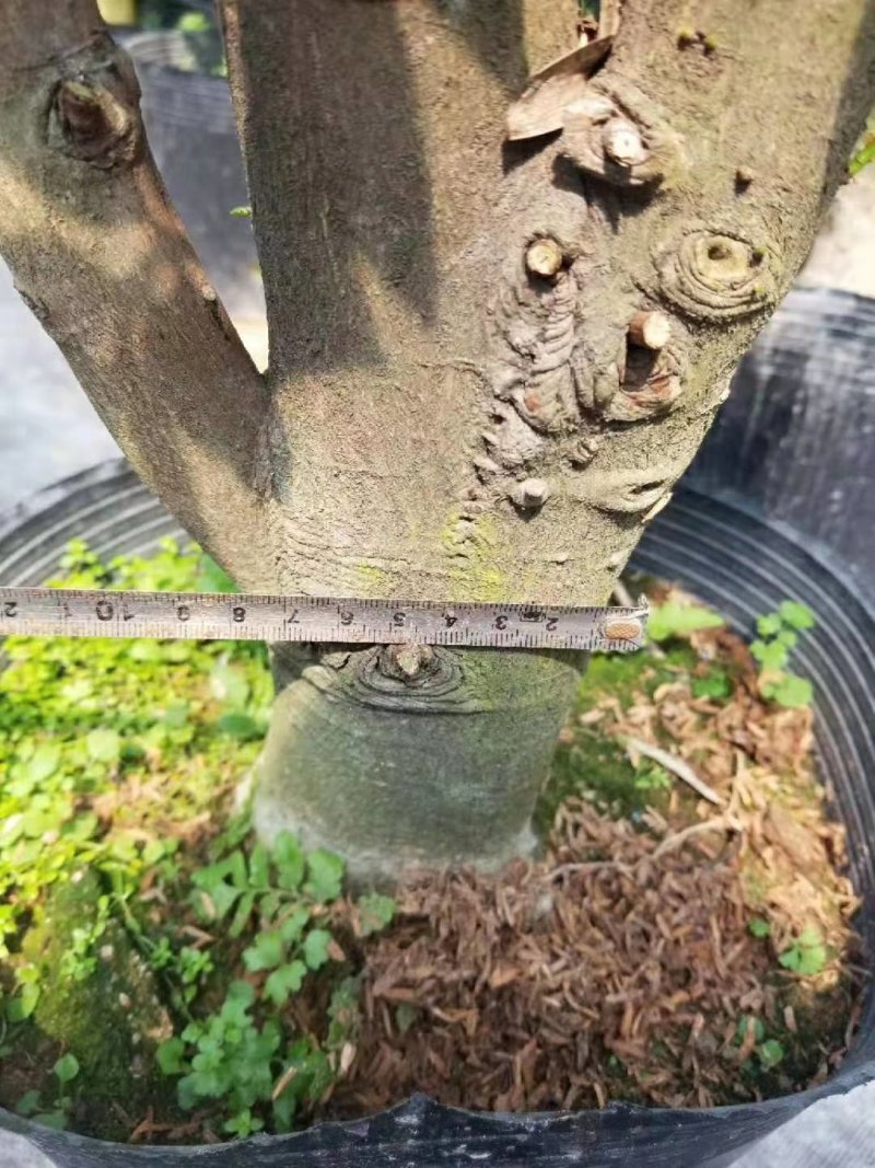 竹柏树桩福建四海园基地直销