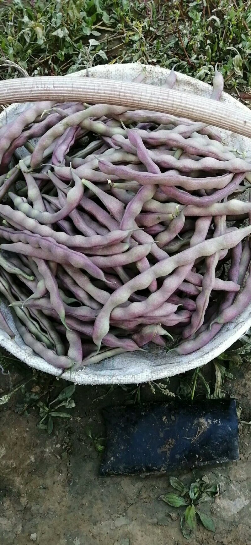 红豆角，大量上市，质量好，耐运输，产地专业代发团队！