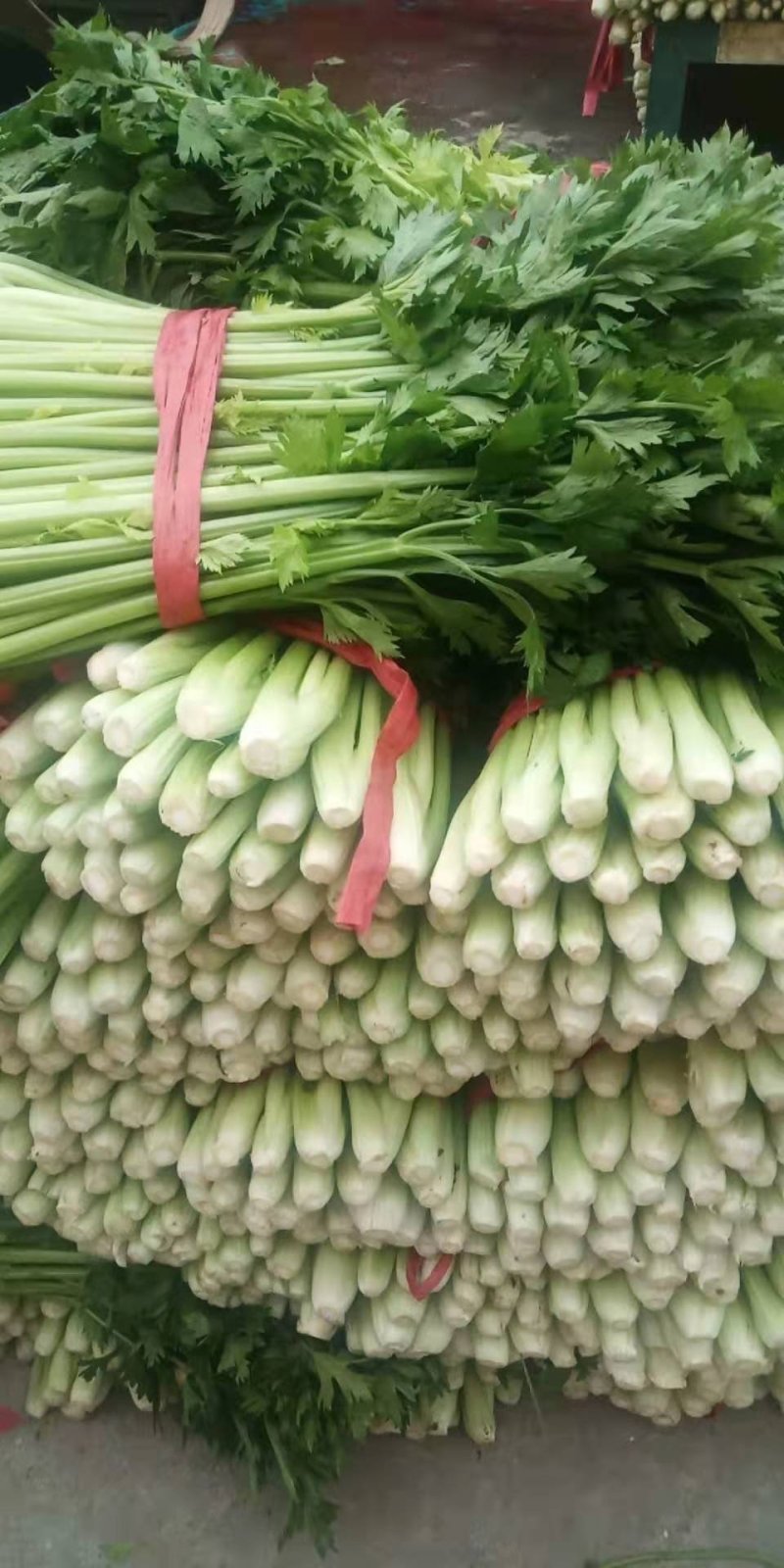 芹菜齐河润裕合作社**哈密瓜