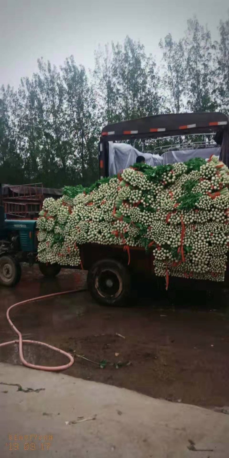 芹菜齐河润裕合作社**哈密瓜