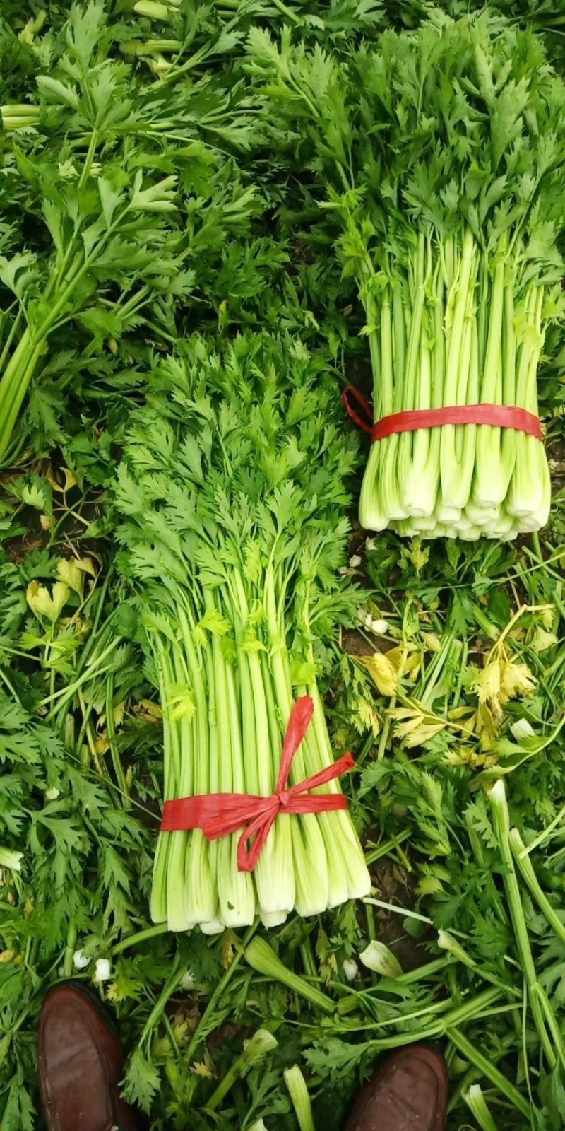 芹菜齐河润裕合作社**哈密瓜