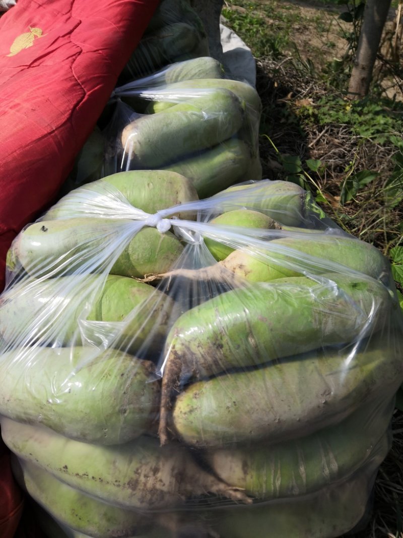 华卅区青皮罗卜欧亚二号陆续上市欢迎客商视频看货下单发货