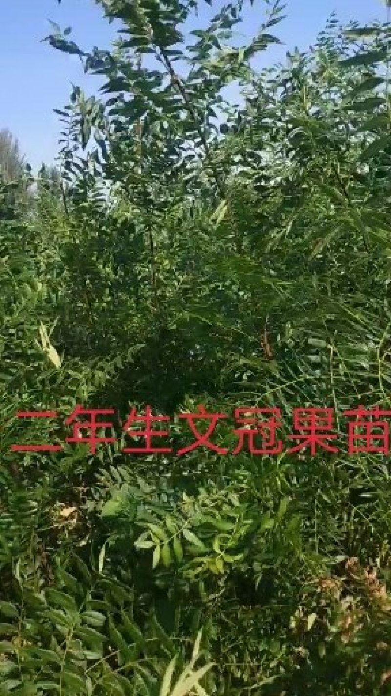 白柠条苗一年生，苗高40至90大锦鸡儿量大直供包活